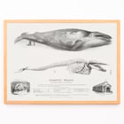 Muscle Baloena Muscle Baloena