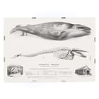 Muscle Baloena Muscle Baloena