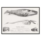 Muscle Baloena Muscle Baloena