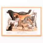 Chiens de famille Chiens de famille