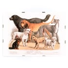 Chiens de famille Chiens de famille