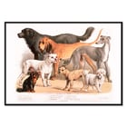 Chiens de famille Chiens de famille