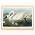 Cygne américain Cygne américain