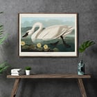 Cygne américain Cygne américain