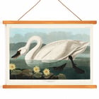 Cygne américain Cygne américain