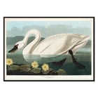 Cygne américain Cygne américain