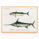 Different types of fishes Different types of fishes