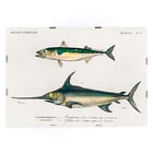 Different types of fishes Different types of fishes