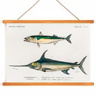 Different types of fishes Different types of fishes