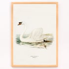Illustration of a Mute Swan on water titled Mute Swan male Cygnus olor by The von Wright brothers Poster of a Mute Swan male Cygnus olor by The von Wright brothers featuring a detailed illustration of the swan in water.