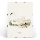 Illustration of a Mute Swan on water titled Mute Swan male Cygnus olor by The von Wright brothers Poster of a Mute Swan male Cygnus olor by The von Wright brothers featuring a detailed illustration of the swan in water.