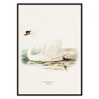 Illustration of a Mute Swan on water titled Mute Swan male Cygnus olor by The von Wright brothers Poster of a Mute Swan male Cygnus olor by The von Wright brothers featuring a detailed illustration of the swan in water.