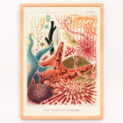 Farbenfrohe Darstellung der Stachelhäuter des Great Barrier Reef von William Saville-Kent vom Great Barrier Reef in Australien. Poster mit farbenfrohen Stachelhäutern vom Great Barrier Reef von William Saville-Kent mit dem Titel „Great Barrier Reef Echinoderms“.
