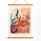 Farbenfrohe Darstellung der Stachelhäuter des Great Barrier Reef von William Saville-Kent vom Great Barrier Reef in Australien. Poster mit farbenfrohen Stachelhäutern vom Great Barrier Reef von William Saville-Kent mit dem Titel „Great Barrier Reef Echinoderms“.