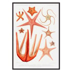 Illustration von Seesternsorten von Albert I. aus Résultats des Campagnes Scientifiques. Poster der Seesternarten-Set-Illustration aus Résultats des Campagnes Scientifiques von Albert I. Fürst von Monaco