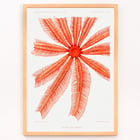 Brisingidae starfish illustration by Albert I Prince of Monaco titled Résultats des Campagnes Scientifiques framed artwork. Poster featuring the Brisingidae starfish illustration from Résultats des Campagnes Scientifiques by Albert I Prince of Monaco