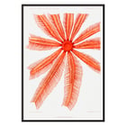 Brisingidae starfish illustration by Albert I Prince of Monaco titled Résultats des Campagnes Scientifiques framed artwork. Poster featuring the Brisingidae starfish illustration from Résultats des Campagnes Scientifiques by Albert I Prince of Monaco