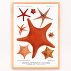 Starfish varieties set illustration by Albert I Prince of Monaco from Résultats des Campagnes Scientifiques Poster of starfish varieties from Résultats des Campagnes Scientifiques by Albert I Prince of Monaco featuring detailed illustrations