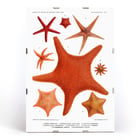 Starfish varieties set illustration by Albert I Prince of Monaco from Résultats des Campagnes Scientifiques Poster of starfish varieties from Résultats des Campagnes Scientifiques by Albert I Prince of Monaco featuring detailed illustrations