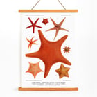 Starfish varieties set illustration by Albert I Prince of Monaco from Résultats des Campagnes Scientifiques Poster of starfish varieties from Résultats des Campagnes Scientifiques by Albert I Prince of Monaco featuring detailed illustrations