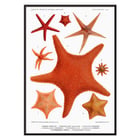 Starfish varieties set illustration by Albert I Prince of Monaco from Résultats des Campagnes Scientifiques Poster of starfish varieties from Résultats des Campagnes Scientifiques by Albert I Prince of Monaco featuring detailed illustrations
