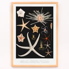 Starfish varieties illustration by Albert I Prince of Monaco from the artwork Résultats des Campagnes Scientifiques. Poster featuring starfish varieties from Albert I's artwork Résultats des Campagnes Scientifiques.