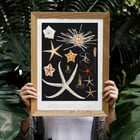 Starfish varieties illustration by Albert I Prince of Monaco from the artwork Résultats des Campagnes Scientifiques. Poster featuring starfish varieties from Albert I's artwork Résultats des Campagnes Scientifiques.