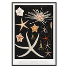 Starfish varieties illustration by Albert I Prince of Monaco from the artwork Résultats des Campagnes Scientifiques. Poster featuring starfish varieties from Albert I's artwork Résultats des Campagnes Scientifiques.