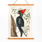 Ivory-billed Woodpecker artwork by Mark Catesby from The Natural History of Carolina Florida and the Bahama Islands depicting a bird in a tree. Poster of Ivory-billed Woodpecker by Mark Catesby from The Natural History of Carolina Florida and the Bahama Islands