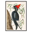 Ivory-billed Woodpecker artwork by Mark Catesby from The Natural History of Carolina Florida and the Bahama Islands depicting a bird in a tree. Poster of Ivory-billed Woodpecker by Mark Catesby from The Natural History of Carolina Florida and the Bahama Islands