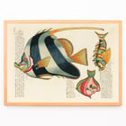 Colourful and surreal fish illustrations by Louis Renard from Histoire naturelle des plus rares curiositez de la mer des Indes. Poster with colourful surreal illustrations of fishes by Louis Renard from Histoire naturelle des plus rares curiositez de la mer des Indes
