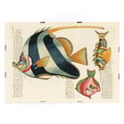Colourful and surreal fish illustrations by Louis Renard from Histoire naturelle des plus rares curiositez de la mer des Indes. Poster with colourful surreal illustrations of fishes by Louis Renard from Histoire naturelle des plus rares curiositez de la mer des Indes