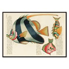 Colourful and surreal fish illustrations by Louis Renard from Histoire naturelle des plus rares curiositez de la mer des Indes. Poster with colourful surreal illustrations of fishes by Louis Renard from Histoire naturelle des plus rares curiositez de la mer des Indes