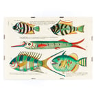 Colorful and surreal illustrations of Moluccas fishes by Louis Renard from Histoire naturelle des plus rares curiositez de la mer des Indes. Poster featuring colourful and surreal illustrations of fishes by Louis Renard from Histoire naturelle des plus rares curiositez