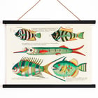 Colorful and surreal illustrations of Moluccas fishes by Louis Renard from Histoire naturelle des plus rares curiositez de la mer des Indes. Poster featuring colourful and surreal illustrations of fishes by Louis Renard from Histoire naturelle des plus rares curiositez