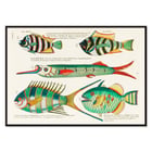 Colorful and surreal illustrations of Moluccas fishes by Louis Renard from Histoire naturelle des plus rares curiositez de la mer des Indes. Poster featuring colourful and surreal illustrations of fishes by Louis Renard from Histoire naturelle des plus rares curiositez