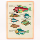 Colourful surreal illustrations of fishes from Moluccas and the East Indies by Louis Renard in Histoire naturelle des plus rares curiositez de la mer des Indes Poster featuring colourful and surreal illustrations of fishes by Louis Renard from Histoire naturelle des plus rares curiositez