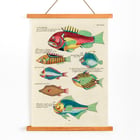 Colourful surreal illustrations of fishes from Moluccas and the East Indies by Louis Renard in Histoire naturelle des plus rares curiositez de la mer des Indes Poster featuring colourful and surreal illustrations of fishes by Louis Renard from Histoire naturelle des plus rares curiositez