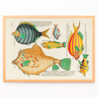 Colourful and surreal illustrations of fishes by Louis Renard from Histoire naturelle des plus rares curiositez de la mer des Indes Poster featuring colourful and surreal fish illustrations by Louis Renard from Histoire naturelle des plus rares curiositez de la mer