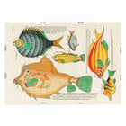 Colourful and surreal illustrations of fishes by Louis Renard from Histoire naturelle des plus rares curiositez de la mer des Indes Poster featuring colourful and surreal fish illustrations by Louis Renard from Histoire naturelle des plus rares curiositez de la mer