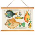 Colourful and surreal illustrations of fishes by Louis Renard from Histoire naturelle des plus rares curiositez de la mer des Indes Poster featuring colourful and surreal fish illustrations by Louis Renard from Histoire naturelle des plus rares curiositez de la mer