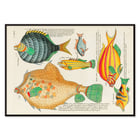 Colourful and surreal illustrations of fishes by Louis Renard from Histoire naturelle des plus rares curiositez de la mer des Indes Poster featuring colourful and surreal fish illustrations by Louis Renard from Histoire naturelle des plus rares curiositez de la mer