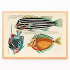 Colourful and surreal illustrations of Moluccas and East Indies fishes by Louis Renard from Histoire naturelle des plus rares curiositez de la mer des Indes displaying vibrant aquatic life. Poster of colourful surreal fish illustrations by Louis Renard from Histoire naturelle des plus rares curiositez de la mer des Indes