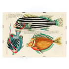 Colourful and surreal illustrations of Moluccas and East Indies fishes by Louis Renard from Histoire naturelle des plus rares curiositez de la mer des Indes displaying vibrant aquatic life. Poster of colourful surreal fish illustrations by Louis Renard from Histoire naturelle des plus rares curiositez de la mer des Indes