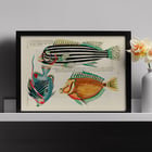 Colourful and surreal illustrations of Moluccas and East Indies fishes by Louis Renard from Histoire naturelle des plus rares curiositez de la mer des Indes displaying vibrant aquatic life. Poster of colourful surreal fish illustrations by Louis Renard from Histoire naturelle des plus rares curiositez de la mer des Indes