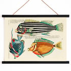 Colourful and surreal illustrations of Moluccas and East Indies fishes by Louis Renard from Histoire naturelle des plus rares curiositez de la mer des Indes displaying vibrant aquatic life. Poster of colourful surreal fish illustrations by Louis Renard from Histoire naturelle des plus rares curiositez de la mer des Indes