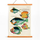 Colourful and surreal illustrations of fishes found in Moluccas and the East Indies by Louis Renard from Histoire naturelle des plus rares curiositez de la mer des Indes featuring diverse exotic marine life. Poster featuring colourful surreal fish illustrations from Histoire naturelle des plus rares curiositez by Louis Renard.
