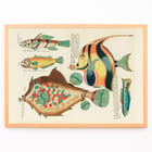 Colourful and surreal illustrations of fishes by Louis Renard from Histoire naturelle des plus rares curiositez de la mer des Indes. Poster featuring colourful surreal illustrations of fishes by Louis Renard from Histoire naturelle des plus rares curiositez de la mer des Indes.
