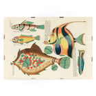 Colourful and surreal illustrations of fishes by Louis Renard from Histoire naturelle des plus rares curiositez de la mer des Indes. Poster featuring colourful surreal illustrations of fishes by Louis Renard from Histoire naturelle des plus rares curiositez de la mer des Indes.