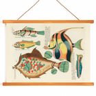 Colourful and surreal illustrations of fishes by Louis Renard from Histoire naturelle des plus rares curiositez de la mer des Indes. Poster featuring colourful surreal illustrations of fishes by Louis Renard from Histoire naturelle des plus rares curiositez de la mer des Indes.
